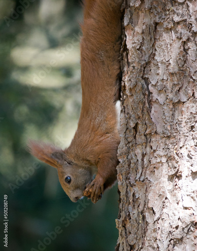 red squirrel eating nut on a tree