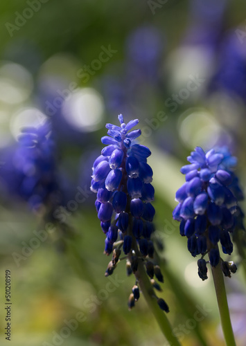 purple hyacinth with white bokeh