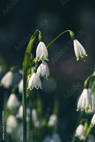white flowers on black background