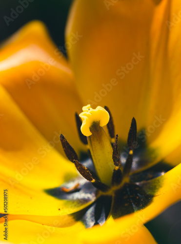 yellow golden flower details