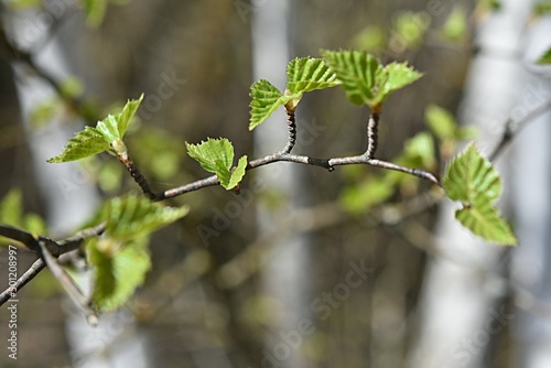 young birch leaves. Birch juice. spring background