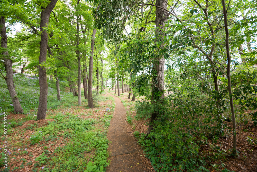 Fototapeta premium 林道