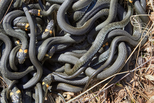 Tangle of snakes after hibernation photo