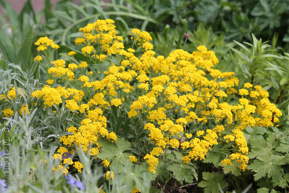 Obraz premium Yellow flowers of Basket-of-gold plant or Aurinia saxatilis (syn. Alyssum saxatile) in garden