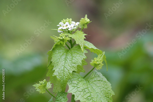 Flowering Garlic mustard (Alliaria petiolata) with white flowers and green leaves in wild nature