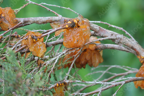 Juniper Rust on branch of Savin juniper (Juniperus sabina) caused by Gymnosporangium sabinae