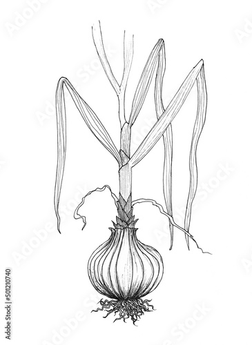 Onion with leaves, full plant. Ink sketch isolated on white background. Hand drawn botanical illustration.