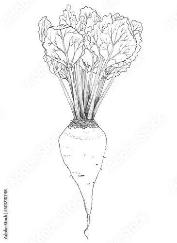 Sugar beet with leaves drawing. Ink sketch isolated on white background. Hand drawn botanical illustration.