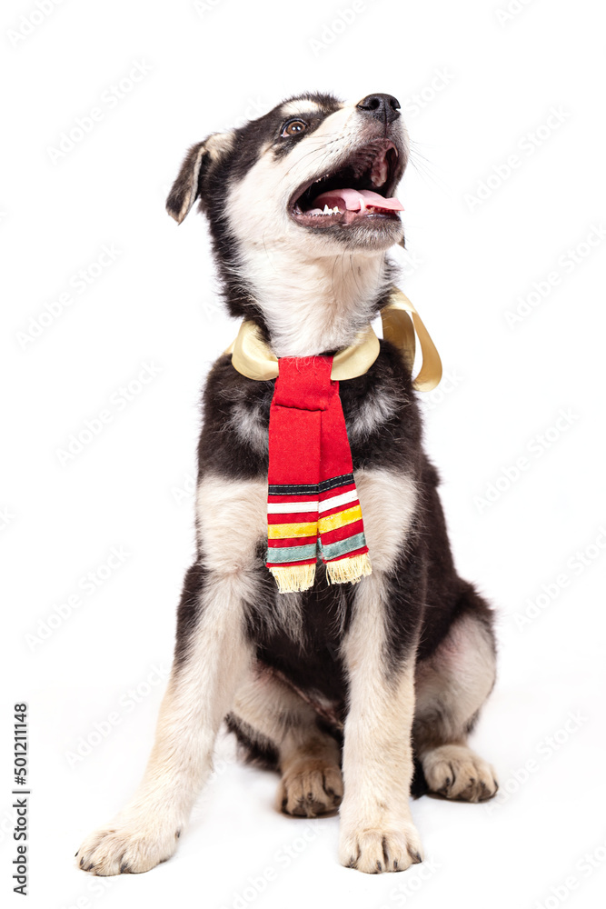 Portrait of a mongrel large puppy with a red scarf around his neck. Color black with light tan markings, shot on a white background