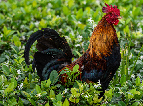 rooster 