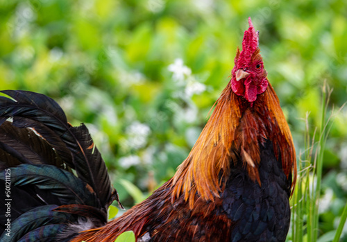 rooster in the grass