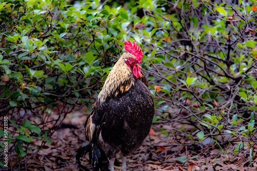 chicken