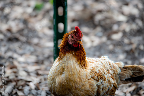 hen