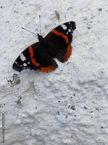 butterfly on the ground photo