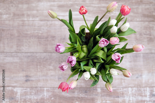 Pink white tulips in a bouquet. Gray background