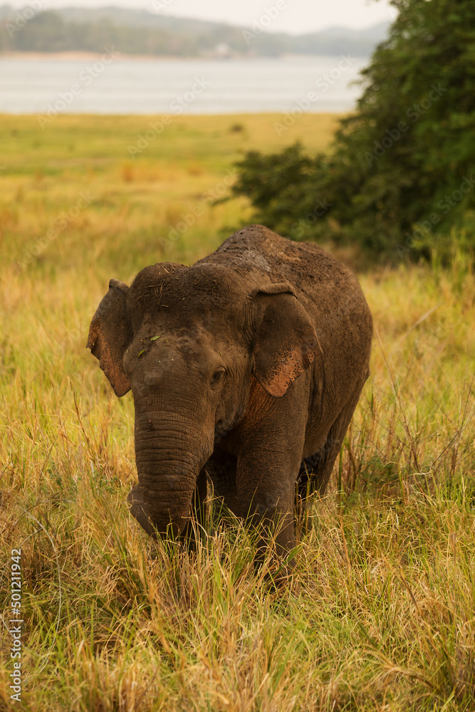 Fototapeta premium Asiatic elephant (Elephas maximus) is going very close up from wilderness