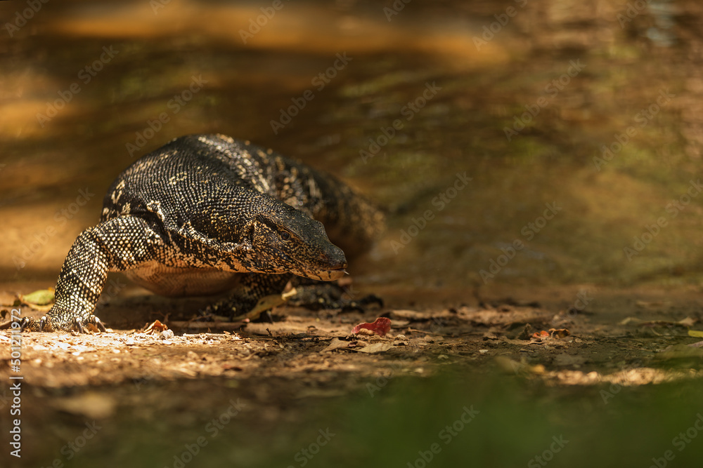 common water monitor, Varanus salvator, portrait with background water common water monitor, Varanus salvator, portrait with background water