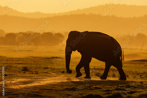 National park Mineriya Sri Lanka, Asian elephant, or Asiatic elephant (Elephas maximus)