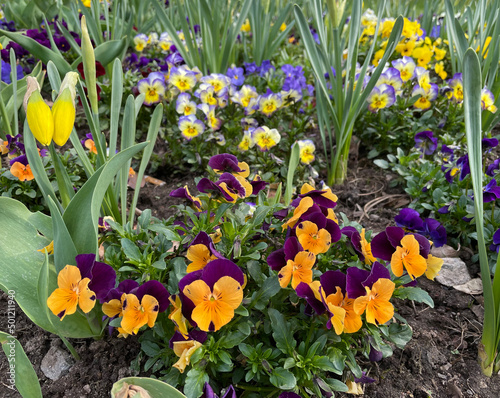 flowerbed of pansies - viola and daffodils - narcisus photo