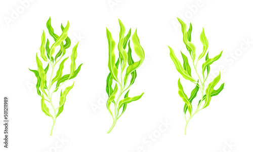 Green seaweed plants set. Organic healthy product  dietary supplement vector illustration