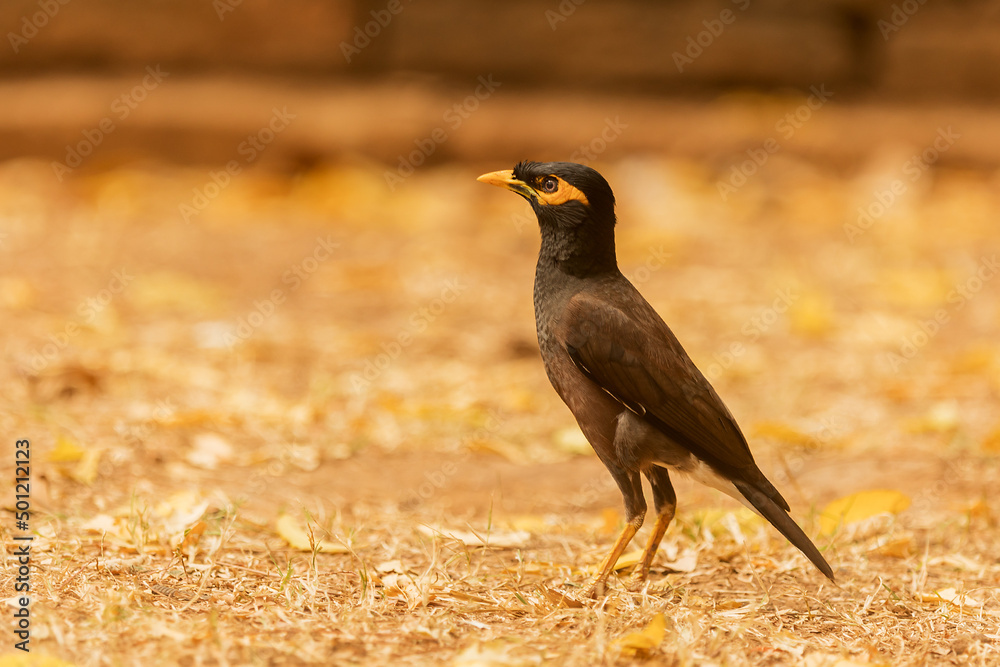 Fototapeta premium The common myna or Indian myna (Acridotheres tristis)