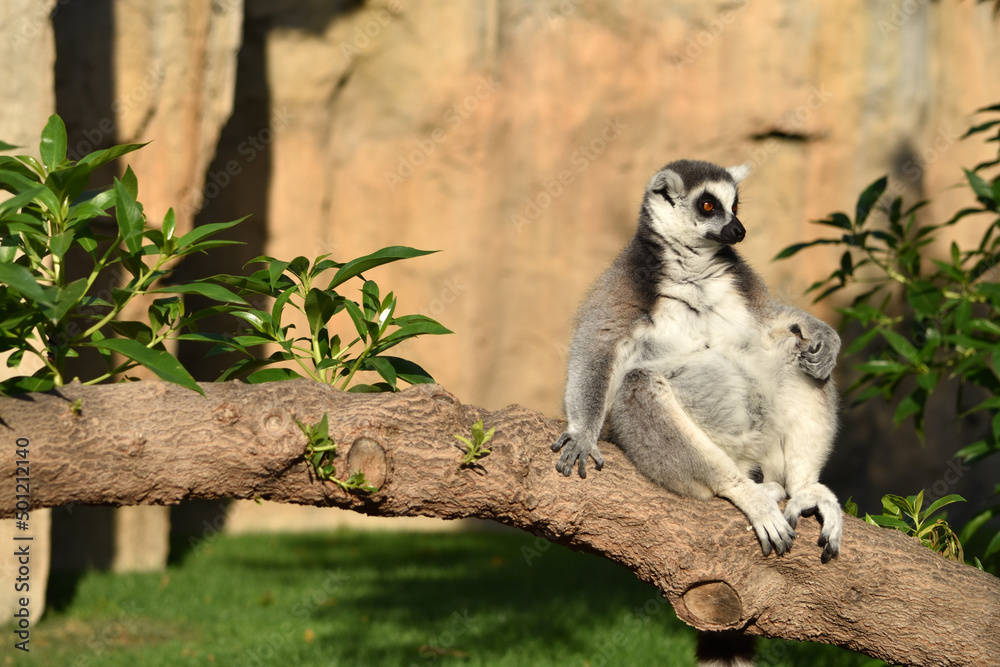 Ring-tailed lemur with a long beautiful tail. Animal of Madagascar, Africa. High quality nature photo.