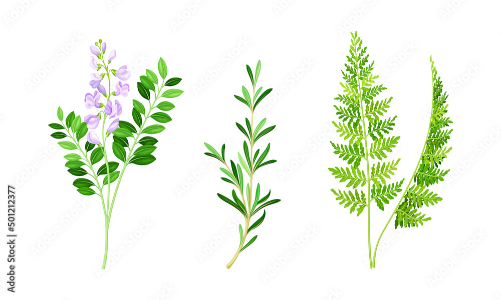 Naklejka premium medicinal herbs set. Thime, fern, stevia wildflowers, treatment plants vector illustration