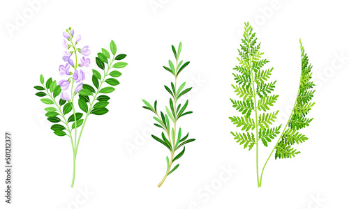 medicinal herbs set. Thime, fern, stevia wildflowers, treatment plants vector illustration
