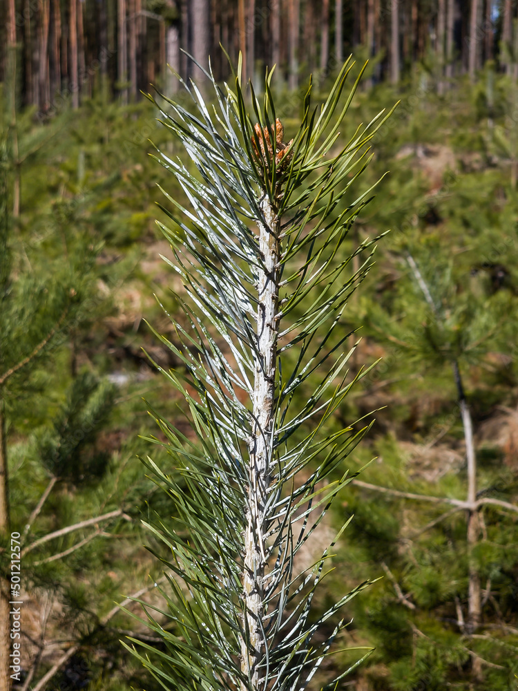 The tops of young pine trees are painted to protect them from animals that may bite their buds. Close-up view. Sunny spring day. The tops of young pine trees are painted to protect them from animals that may bite their buds. Close-up view. Sunny spring day.