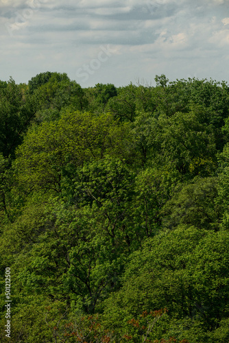 Green trees background. Natural wallpaper © Bojanikus