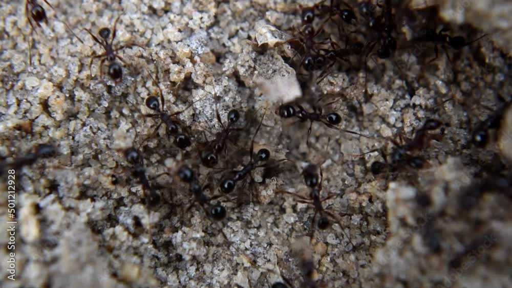 macro slow motion of ants working and interacting macro slow motion of ants working and interacting