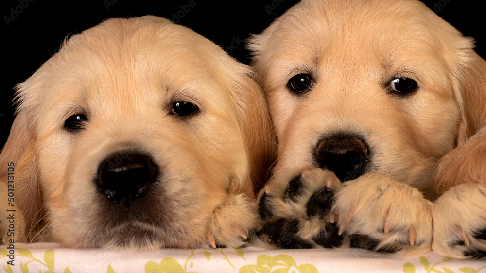 Close up of golden retriever puppies sticking out of backet with paws up. Black background animal studio shot.