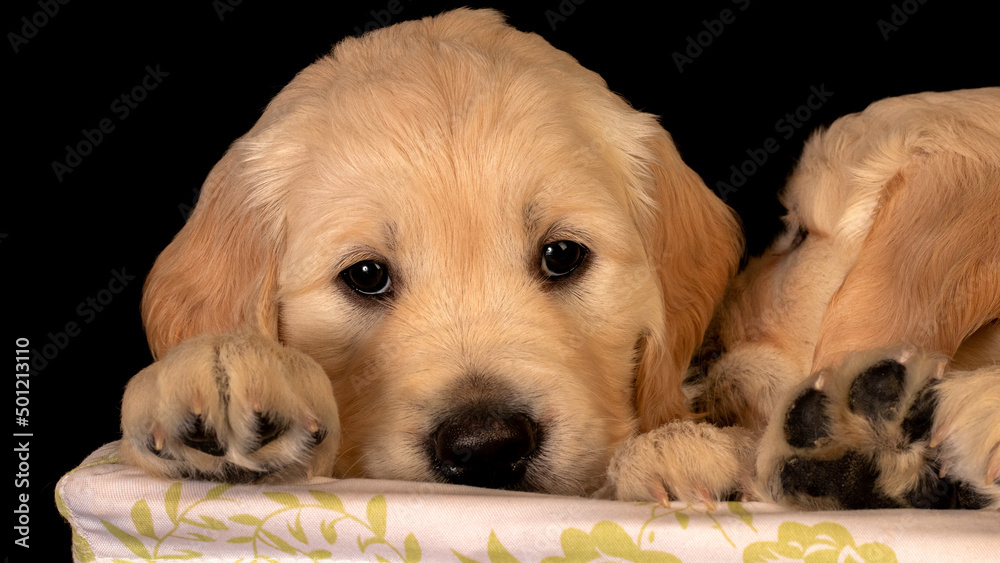 Close up of golden retriever puppies sticking out of backet with paws up. Black background animal studio shot.