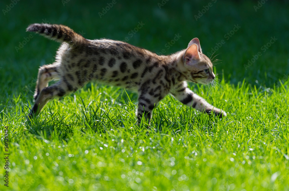 Bengal Kätzchen rennt durch den Garten Bengal Kätzchen rennt durch den Garten