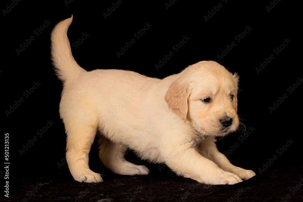 golden retriever puppy
