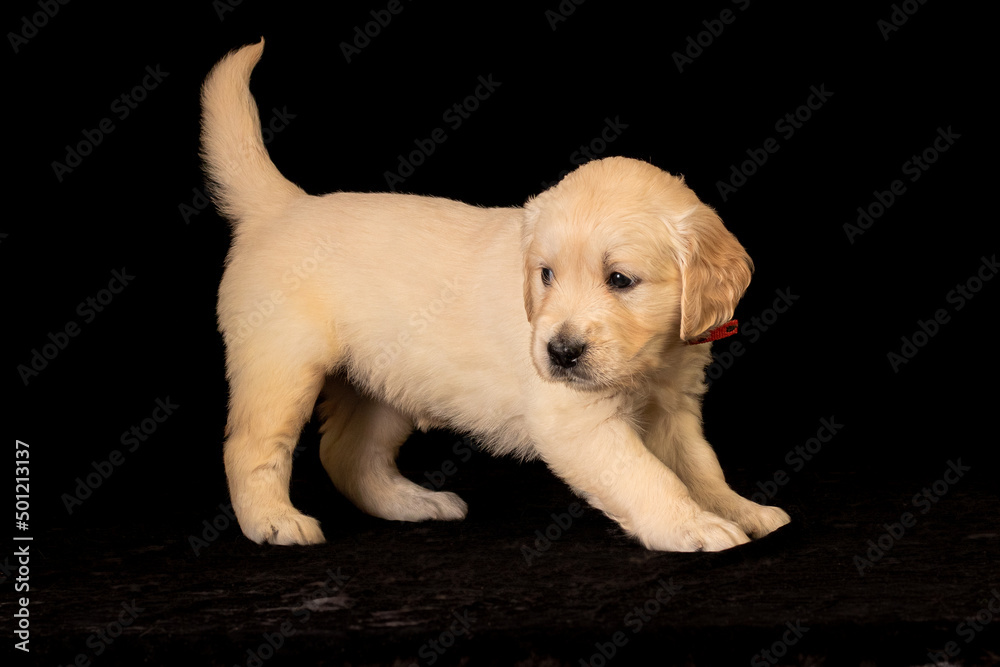 Cute small golden retriever puppy on the black background. Animal studio portrait.