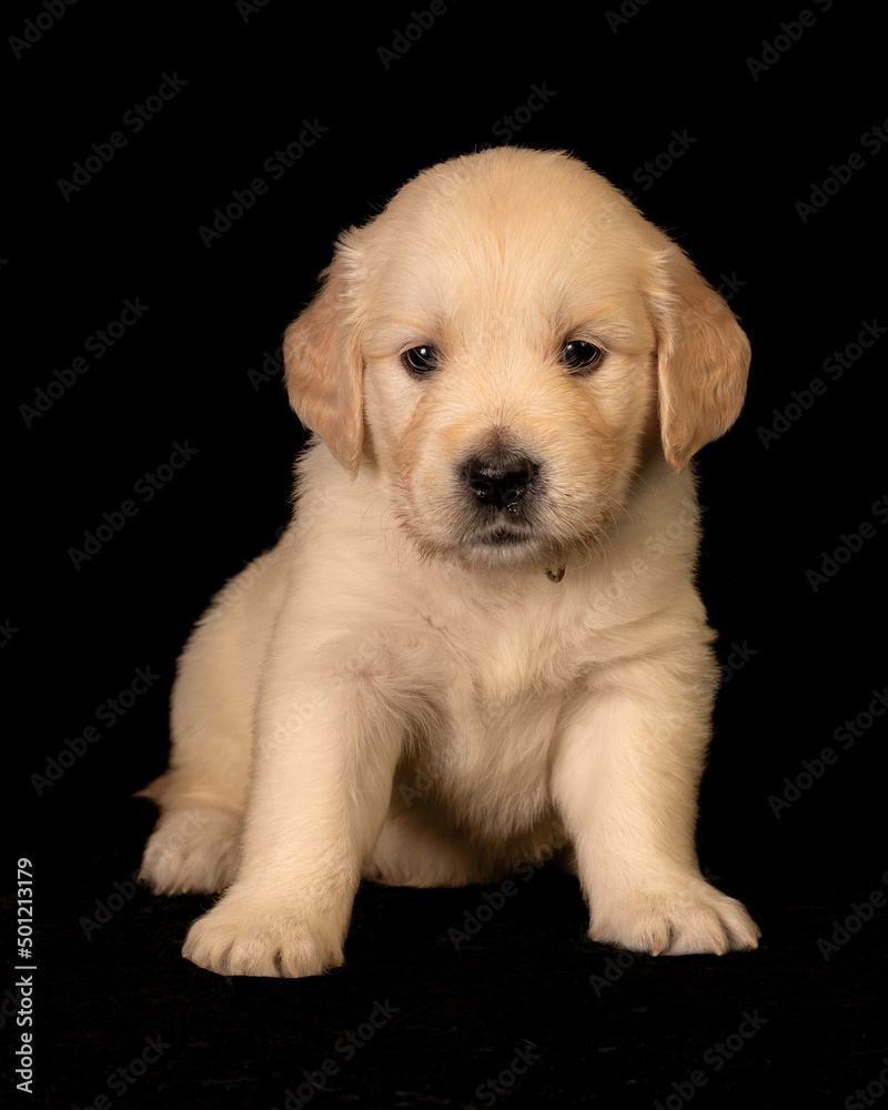 Cute small golden retriever puppy on the black background. Animal studio portrait.