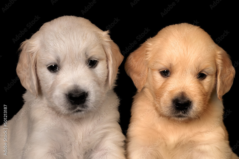 Two cute golden retriever puppies on the black background in studio.