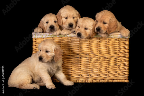 Golden labrador retriever puppies in the laundry basket sticking their heads out.