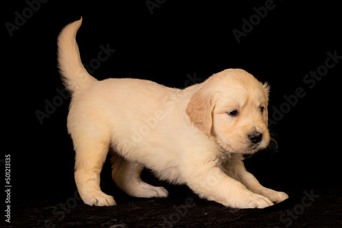 Obraz na płótnie golden retriever puppy w salonie