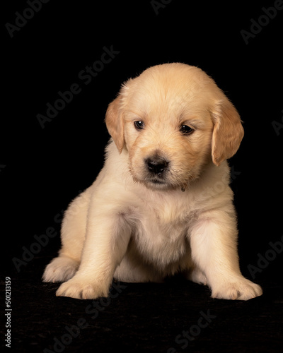 Obraz na płótnie golden retriever puppy w salonie