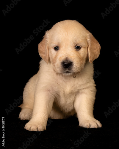 Obraz na płótnie Cute small golden retriever puppy on the black background. Animal studio portrait. w salonie