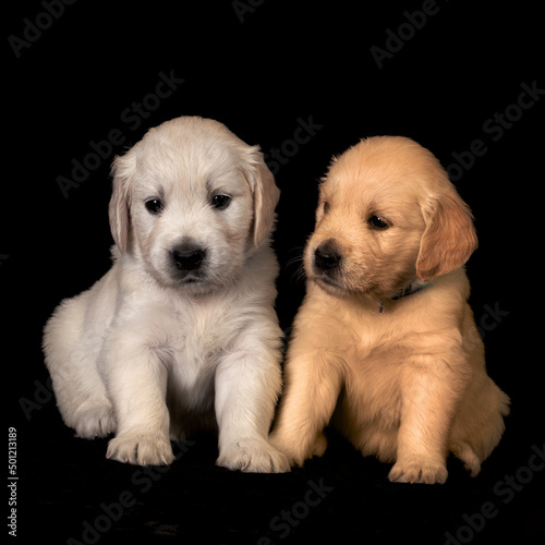 Two cute golden retriever puppies on the black background in studio. 