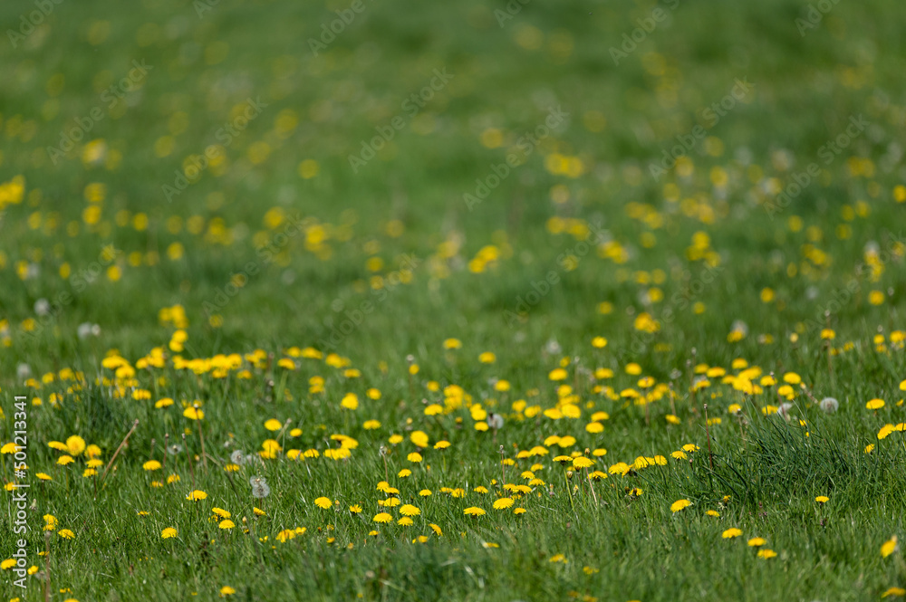 Taraxacum officinale - Dandelion - Pissenlit Taraxacum officinale - Dandelion - Pissenlit