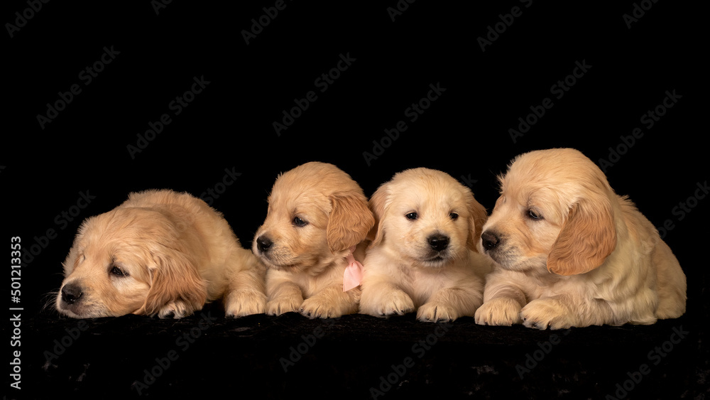 Many sleepy golden retriever puppies laying together and playing.
