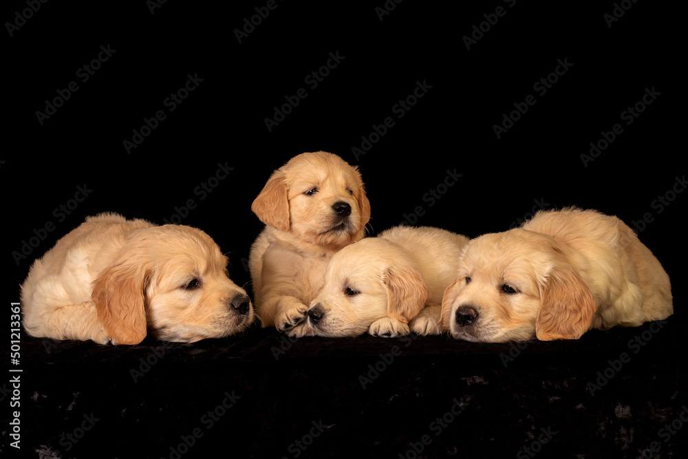 Many sleepy golden retriever puppies laying together and playing.