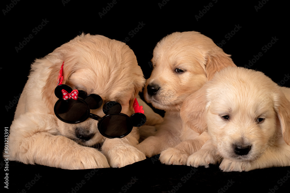 Funny golden labrador puppies with glasses.
