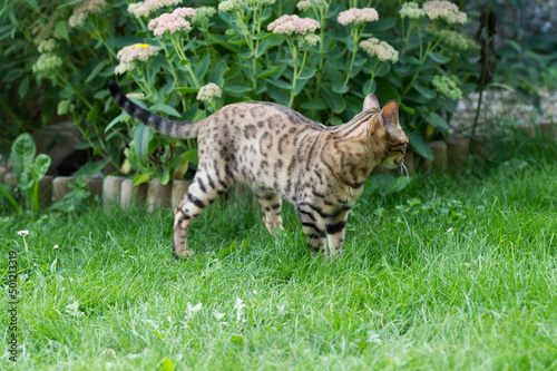Bengal Katze streift durch den Garten