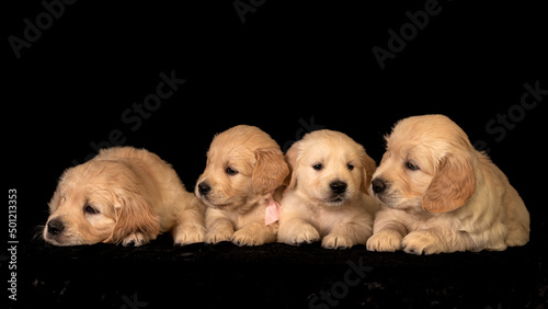 Obraz na płótnie Many sleepy golden retriever puppies laying together and playing. w salonie