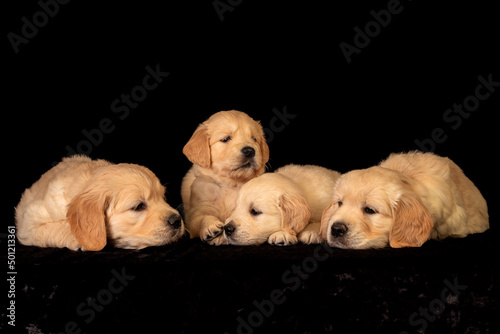 Obraz na płótnie Many sleepy golden retriever puppies laying together and playing. w salonie